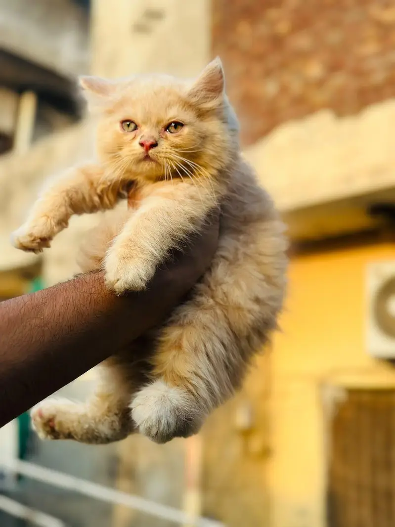 Punch face triple coat kittens — photo 4