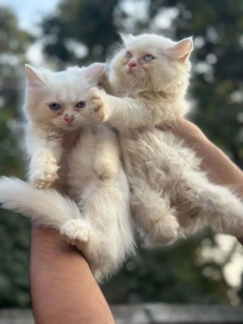 Punch face triple coat kittens — photo 5