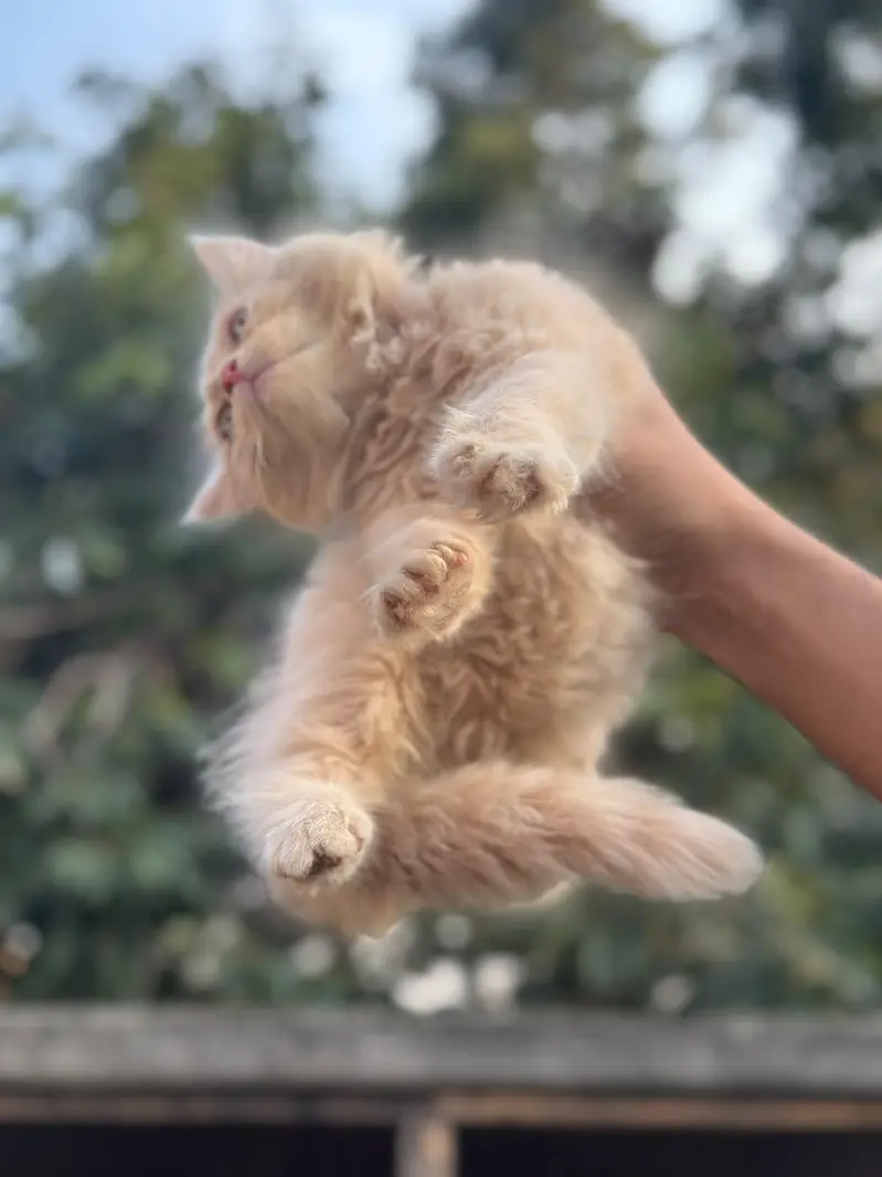Punch face triple coat kittens — photo 6