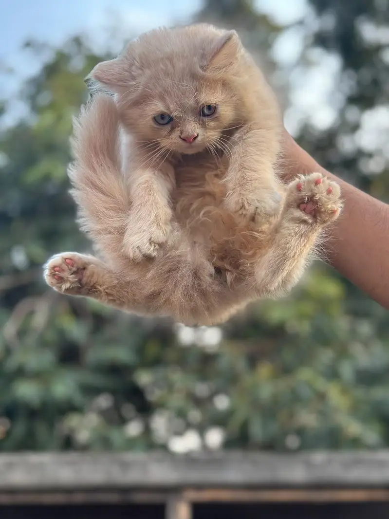 Punch face triple coat kittens — photo 7