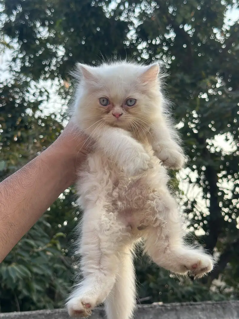 Punch face triple coat kittens — photo 8