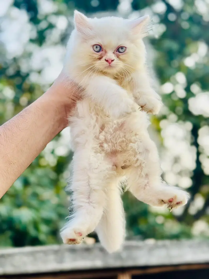 Punch face triple coat kittens — photo 9