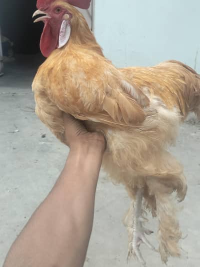 golden buff pair home breed