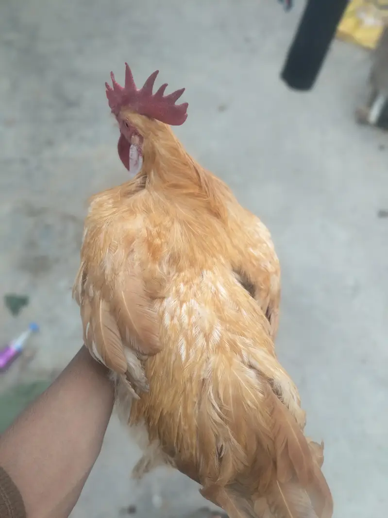 golden buff pair home breed — photo 2
