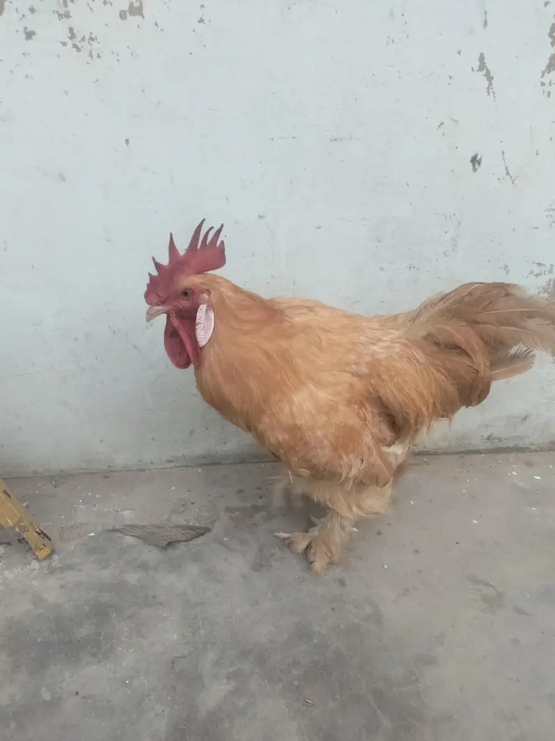 golden buff pair home breed — photo 3