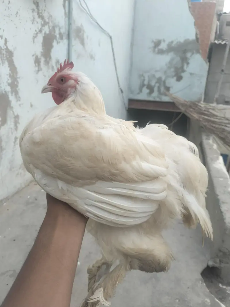 golden buff pair home breed — photo 4