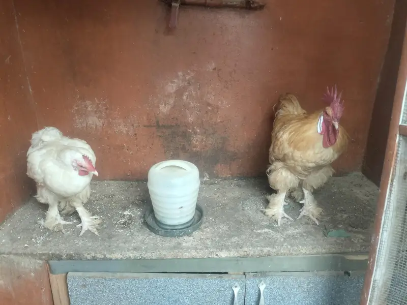 golden buff pair home breed — photo 5