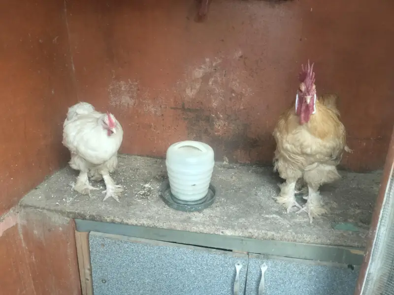 golden buff pair home breed — photo 6