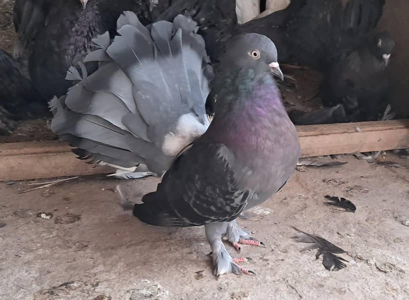 50 + Home Bread Pigeon 0