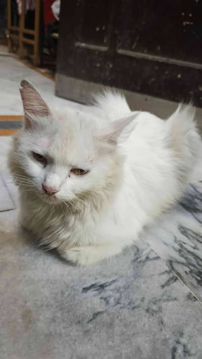 Persian mother cat with four kittens