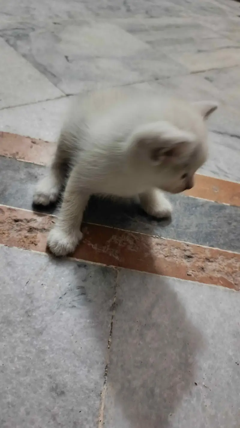Persian mother cat with four kittens — photo 2