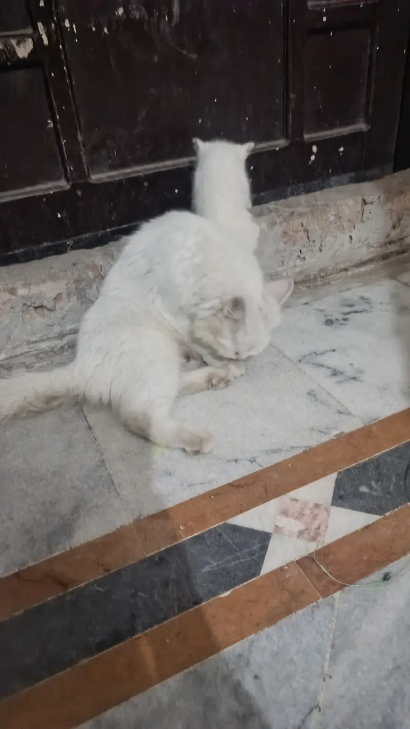 Persian mother cat with four kittens — photo 5