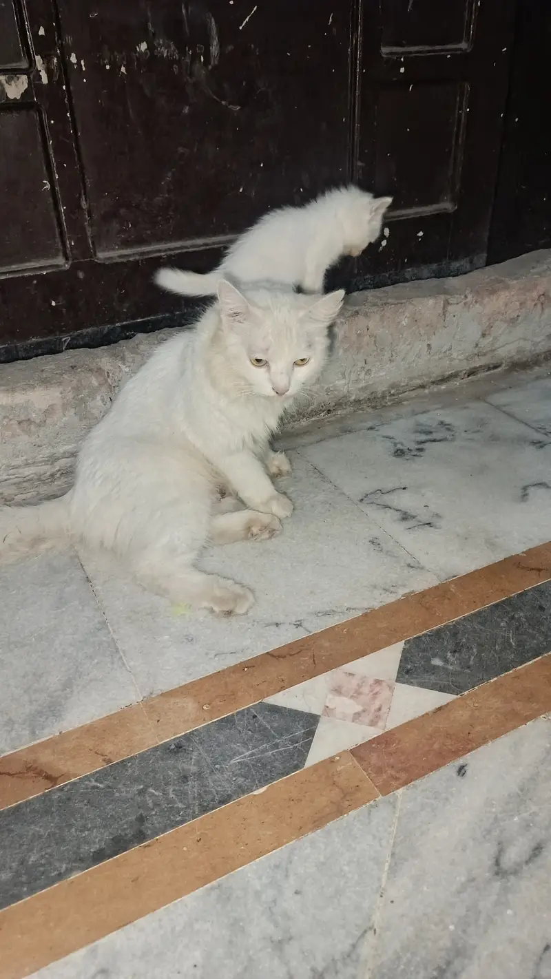 Persian mother cat with four kittens — photo 6