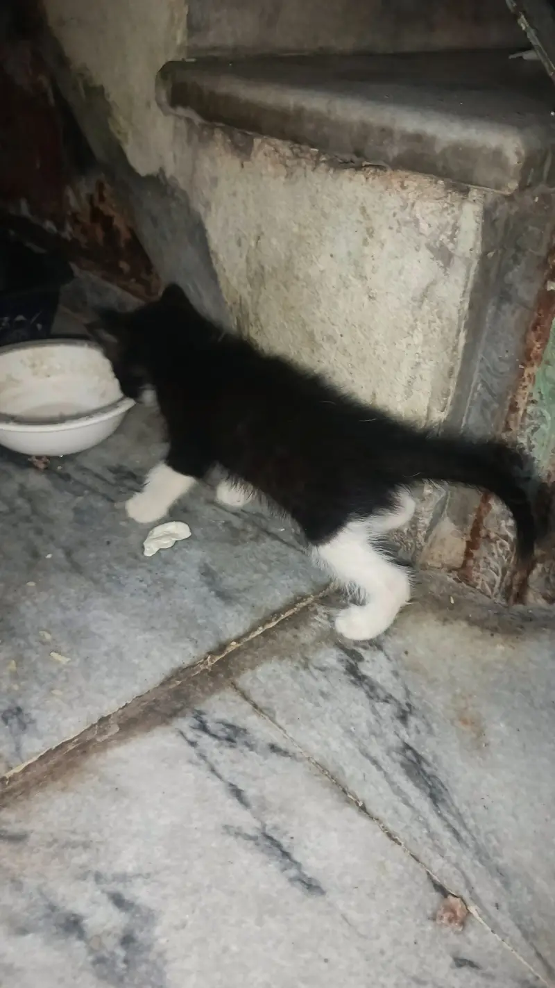 Persian mother cat with four kittens — photo 7