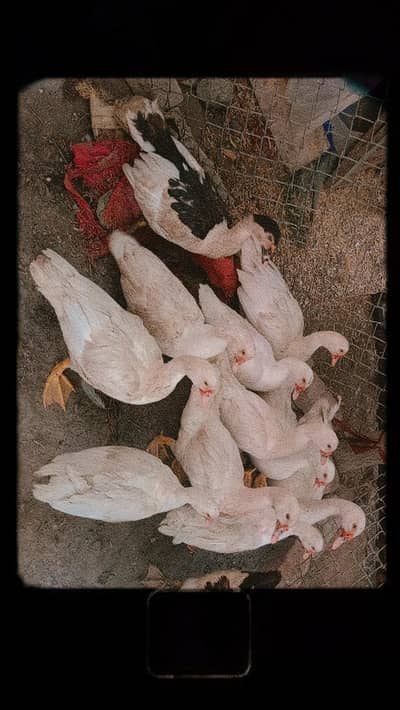 Muscovy Ducks