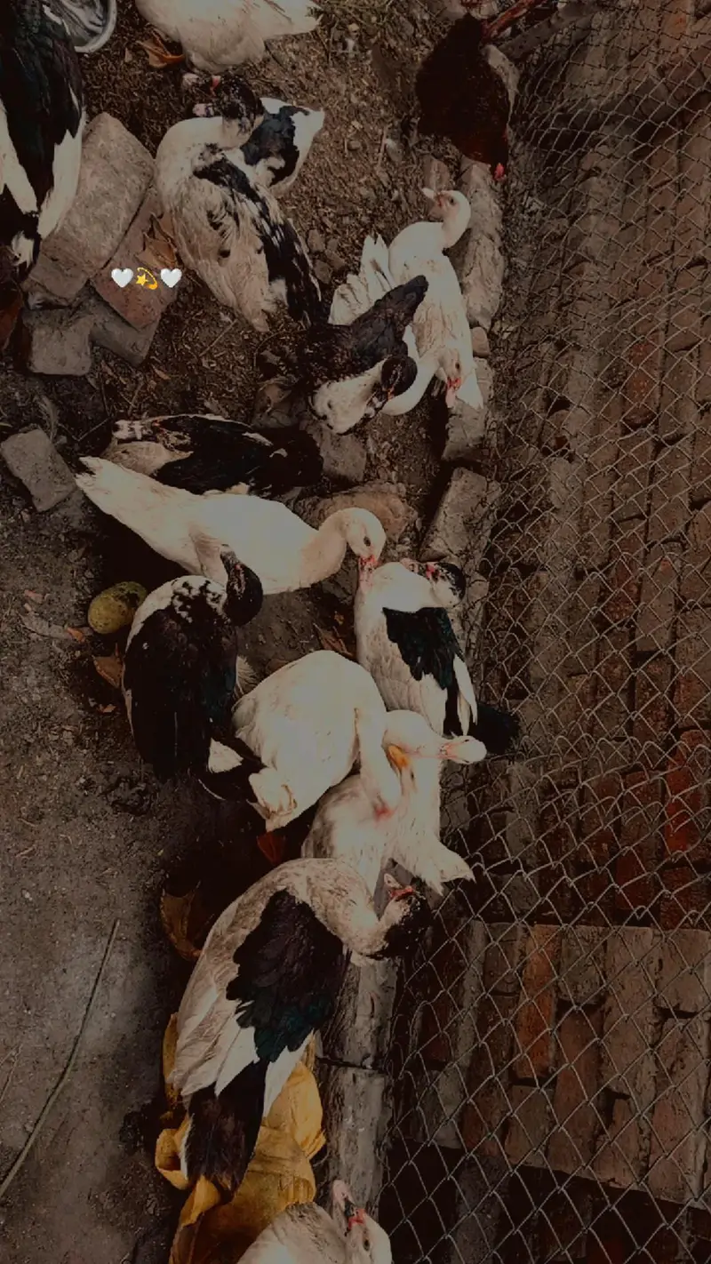 Muscovy Ducks — photo 2