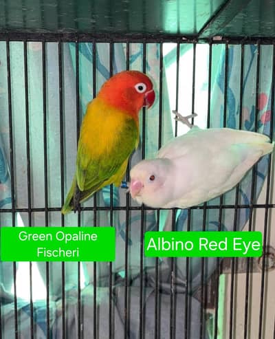 Love birds