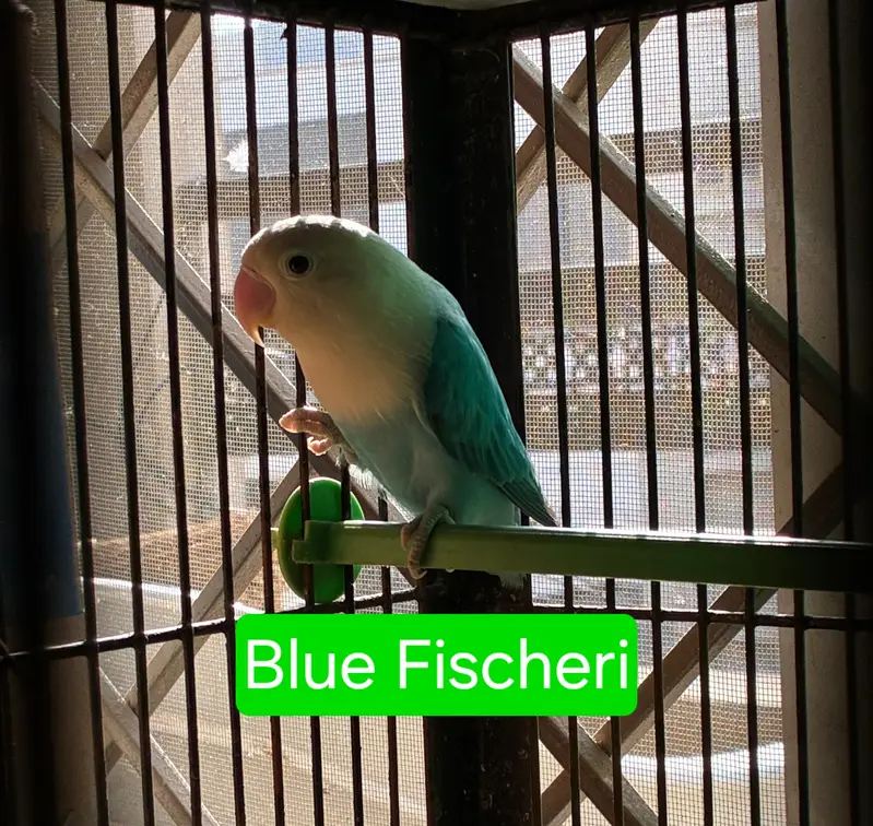 Love birds — photo 2