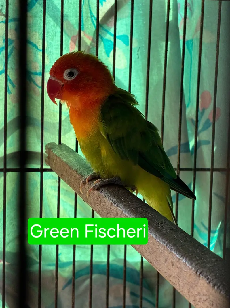 Love birds — photo 3