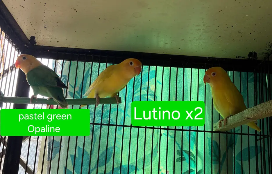 Love birds — photo 4