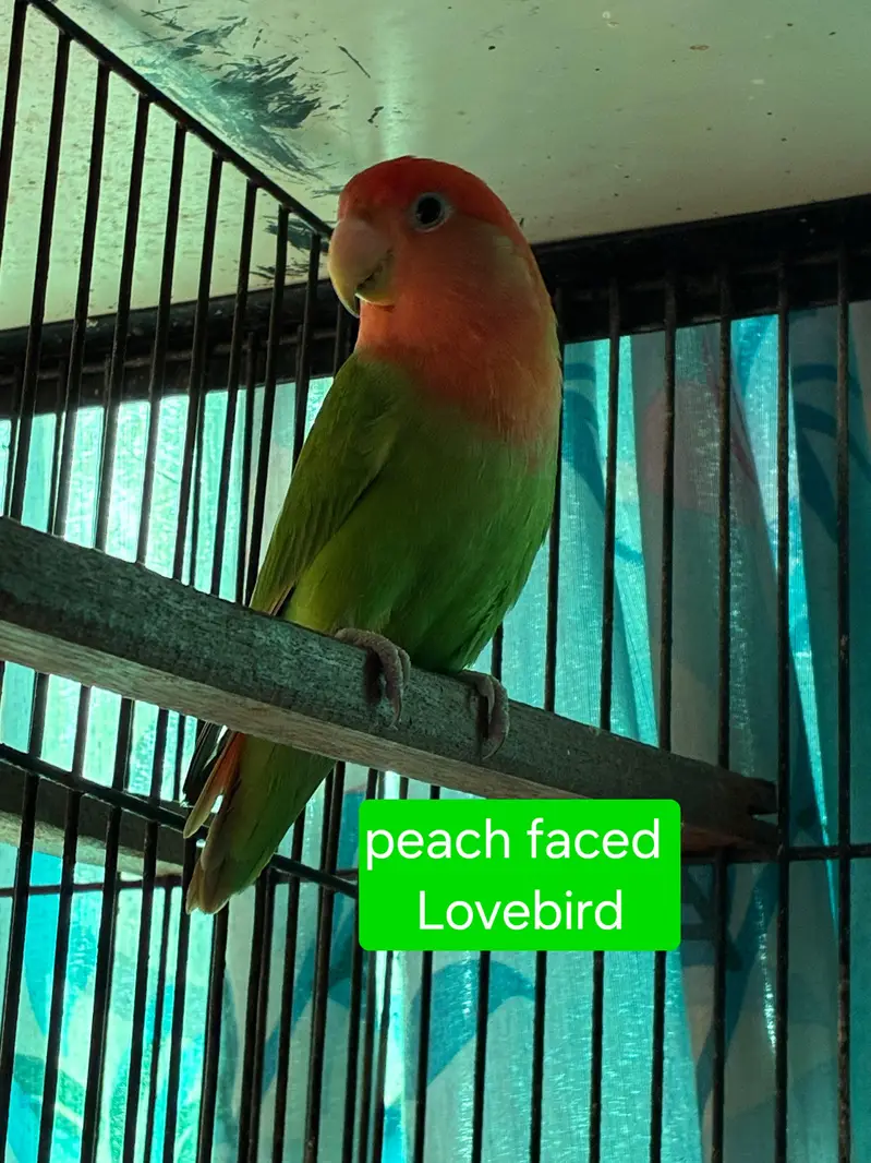 Love birds — photo 5