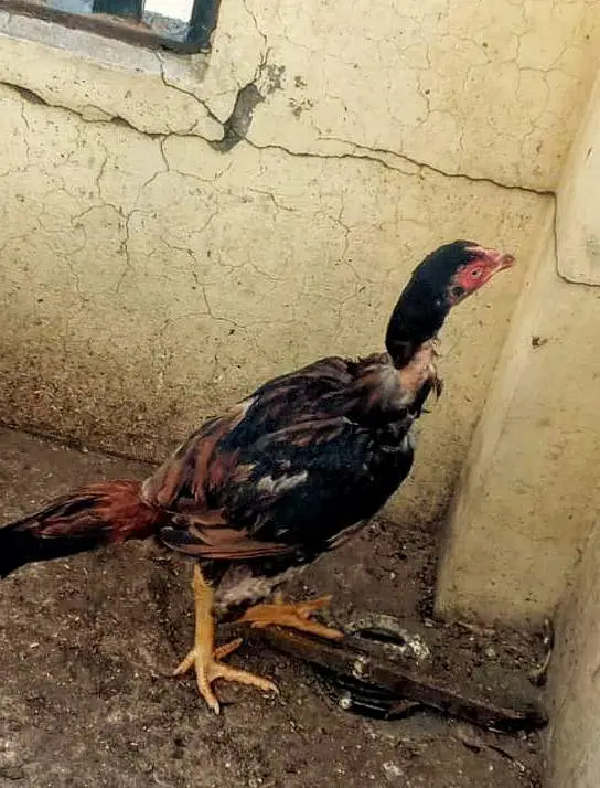Mianwali bloodline original — photo 2