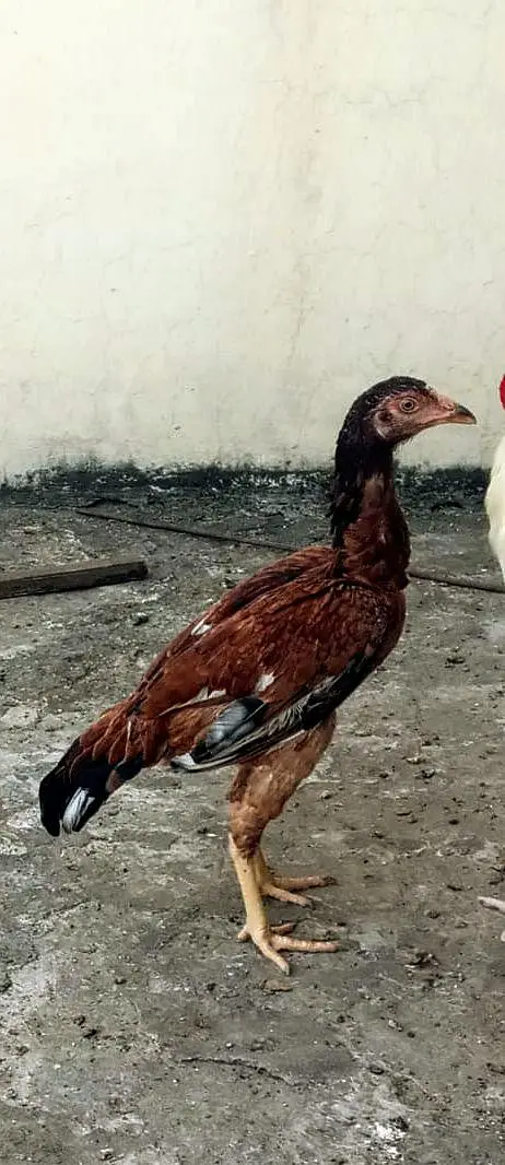 Mianwali bloodline original — photo 4