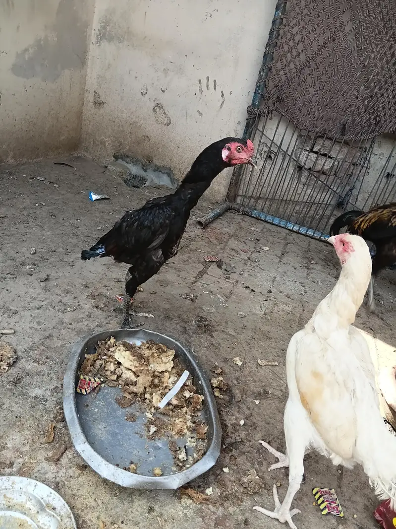 Aseel patha whatsapp 03267558052 — photo 2