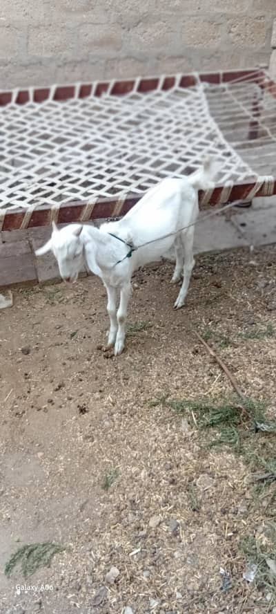 bakri or bucha for sell