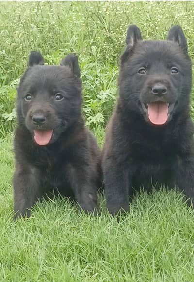 German Shepherd pair | German Shepherd long coat puppies