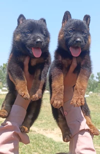 German Shepherd pair | German Shepherd long coat puppies