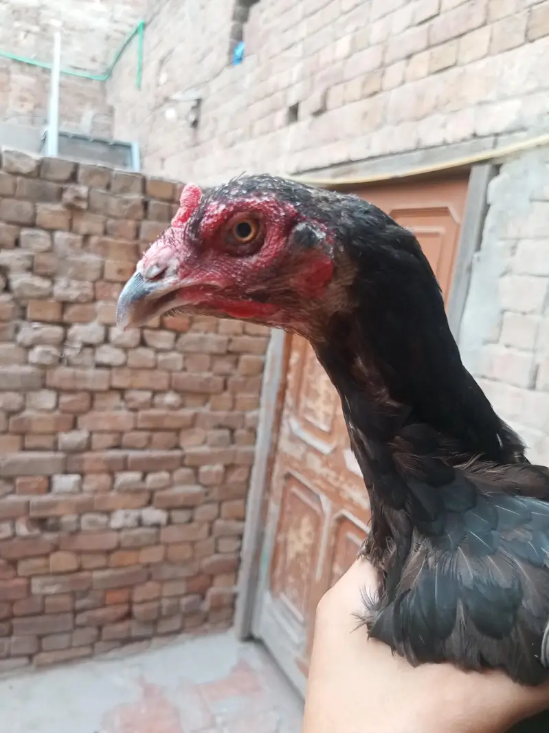 female jora pure aseel mianwali price final — photo 2