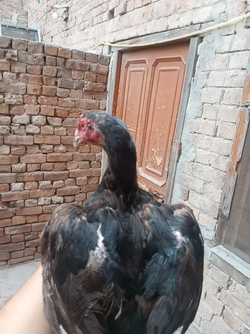 female jora pure aseel mianwali price final — photo 5