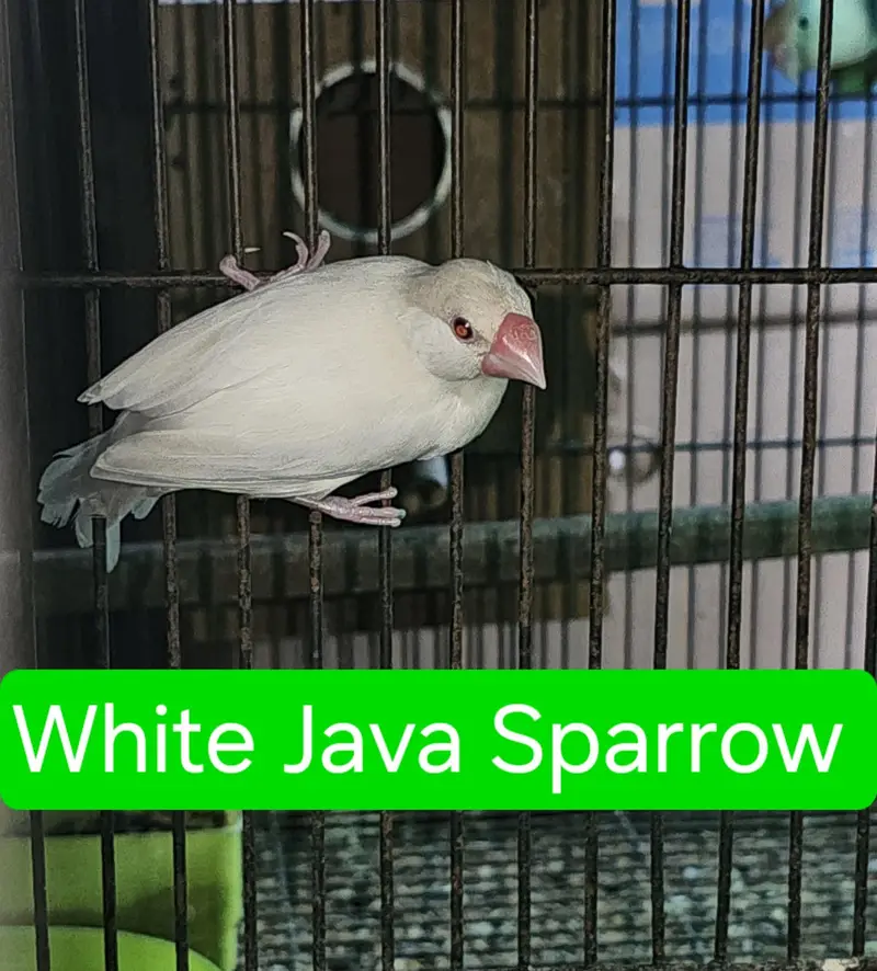 Love birds — photo 6