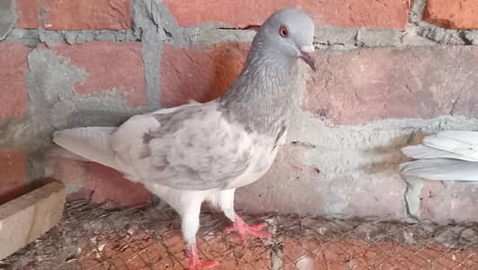 Saleta Pair available