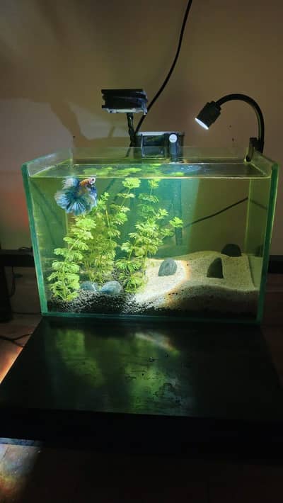 Fish aquarium planted