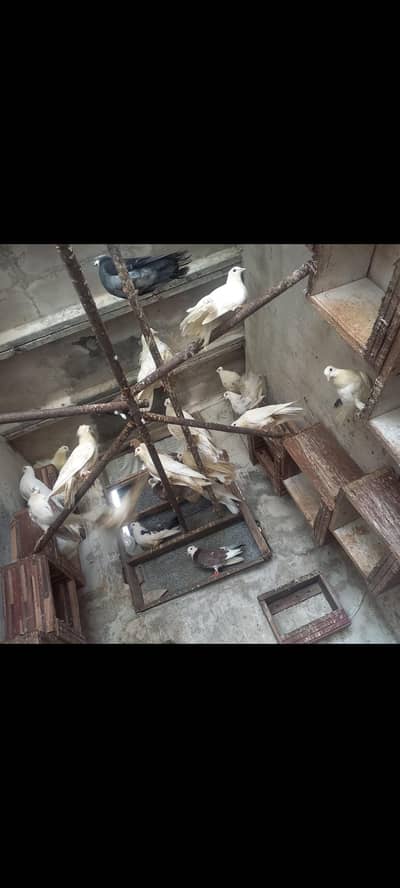 Lucka fancy pigeons