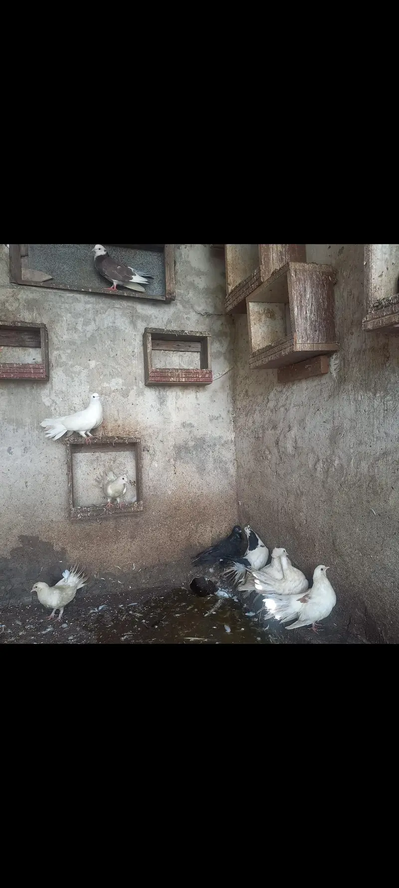 Lucka fancy pigeons — photo 2