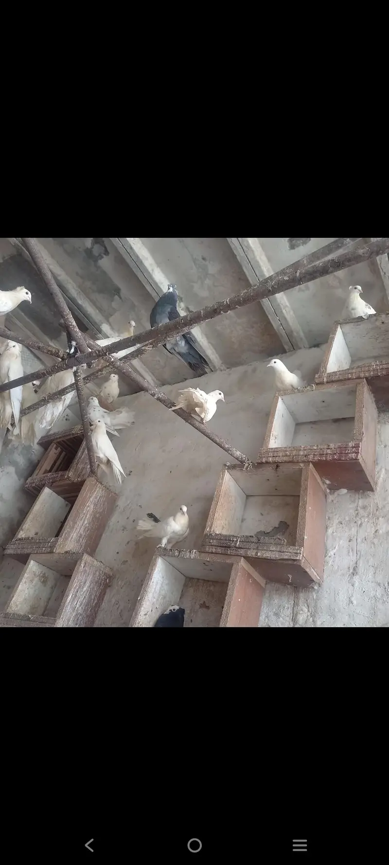 Lucka fancy pigeons — photo 3