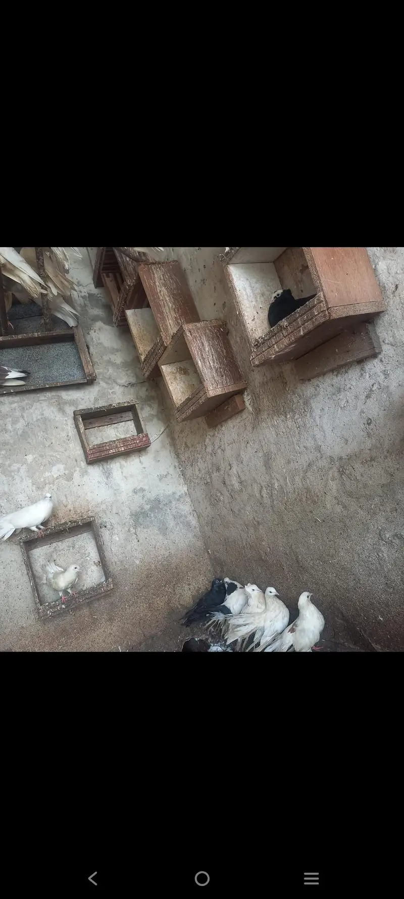 Lucka fancy pigeons — photo 4