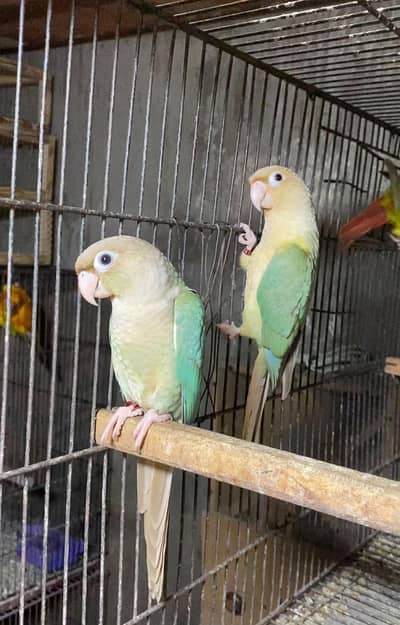 BLUE CINIMAN CNURE BREEDAR PAIR AVAILABLE