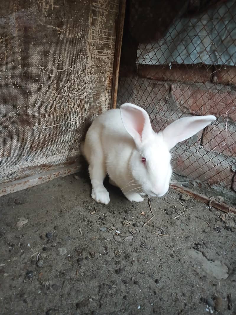 Addult Rabbit 0