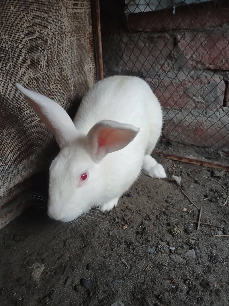 Addult Rabbit 1