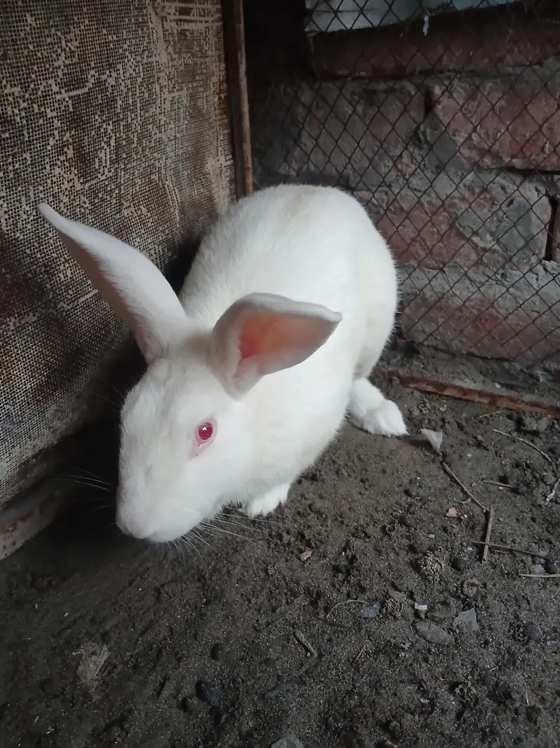 Addult Rabbit — photo 2