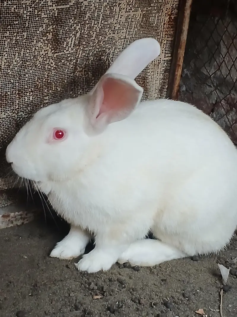 Addult Rabbit — photo 3