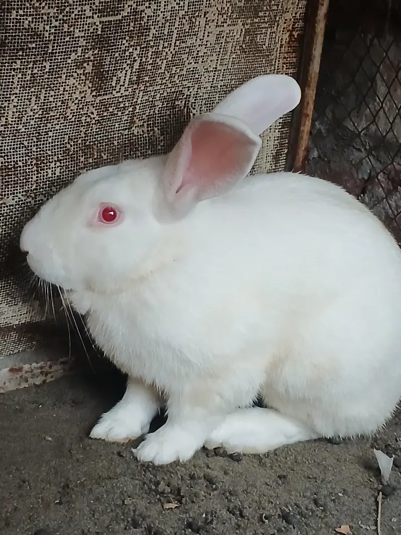 Addult Rabbit — photo 4