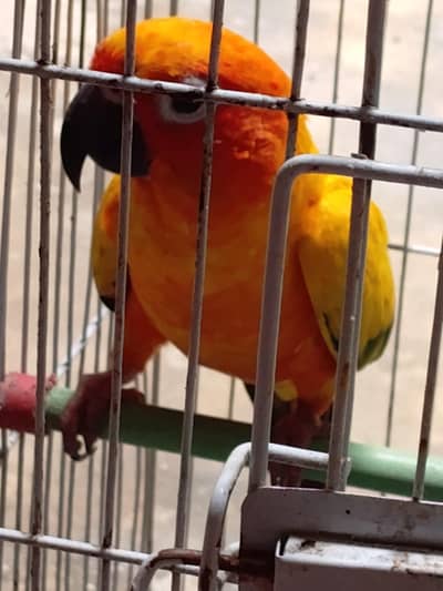 Sun Conure Parrot - Single A Quality - Hand Tame - 1 Year 5 months