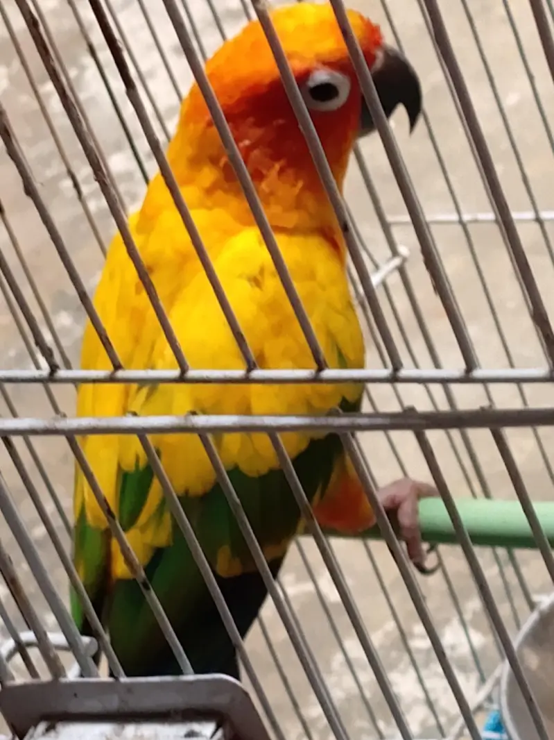 Sun Conure Parrot - Single A Quality - Hand Tame - 1 Year 5 months — photo 2