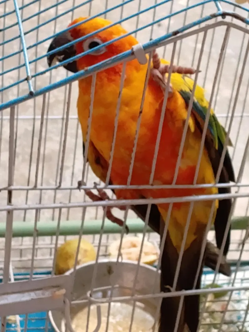 Sun Conure Parrot - Single A Quality - Hand Tame - 1 Year 5 months — photo 3