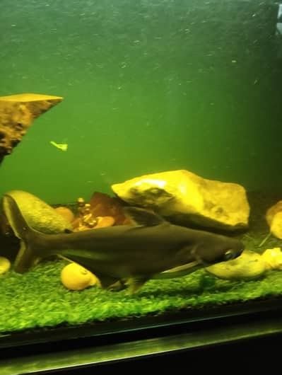 BLUE LINE SHARKS